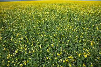 意大利2022年游戏销量排行：《FIFA》无悬念霸榜